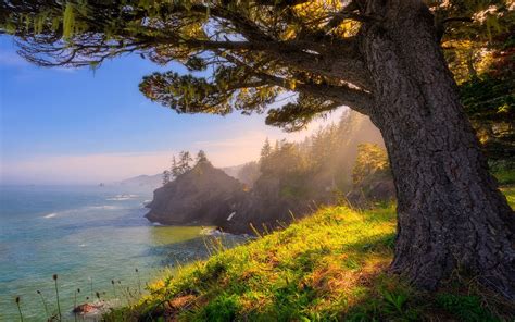 Nature Landscape Oregon Sea Sunlight Coast Forest Grass Trees