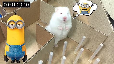 Two Cute Hamsters In Minion Shaped Maze Who Will Win Hamster Race Youtube