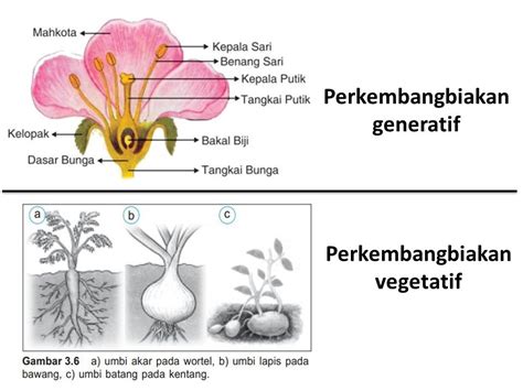 Contoh Perkembangbiakan Tumbuhan Secara Generatif Dan Vegetatif