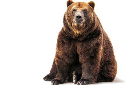 Brown bear Polar bear Grizzly bear, Bear, mammal, brown png by: pngkh png image