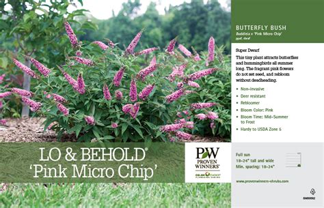 Buddleia Lo And Behold Pink Micro Chip Butterfly Bush