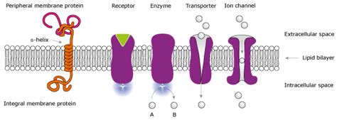 The structures of membrane proteins are stabilized by weak interactions and influenced by additional interactions with the solubilizing environment. The human secretome and membrane proteome - The Human ...