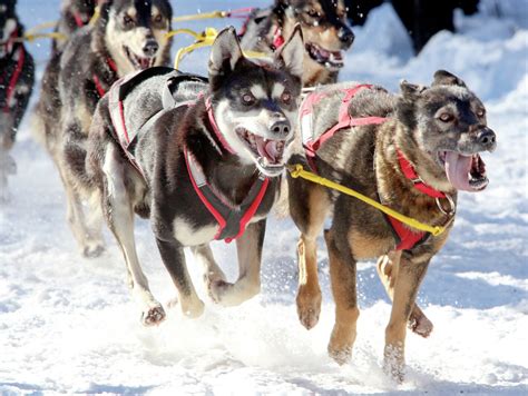 Beargrease Sled Dog Race Start Moving Back To Gravel Pit Duluth News