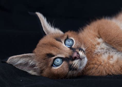 Is It Legal To Have A Caracal Cat As A Pet Catman