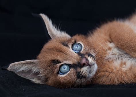 Caracal for sale texas, caracal kittens, caracal kittens for sale, caracal kittens for sale california, caracal kittens for sale colorado, caracal kittens for sale in pa, caracal kittens for sale uk. Is it Legal to have a Caracal Cat as a Pet? - Catman