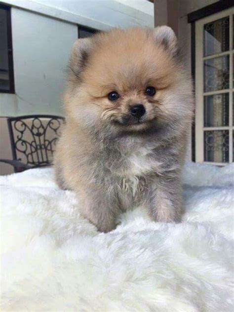 Then, where to buy the teacup pomeranian near you? Pin by Kelly Henigan on Pomeranians | Pomeranian puppy ...