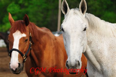 Culver Indiana Photography Culver Academy Horses Cgm Photography