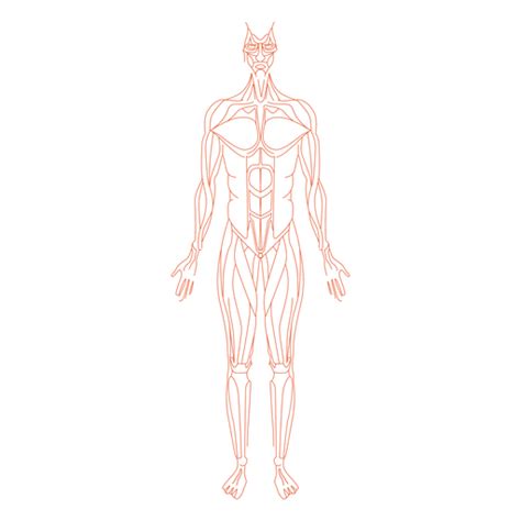 Muscles Anatomy Man Transparent Png And Svg Vector File