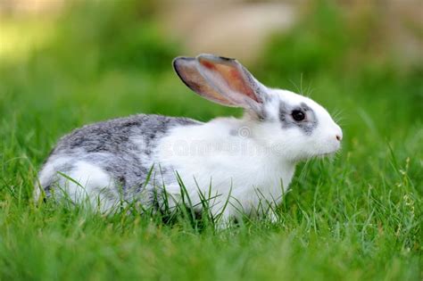 Little Rabbit In Grass Stock Photo Image Of Little Nature 68283246