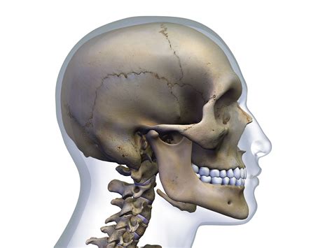Large Occipital Bone