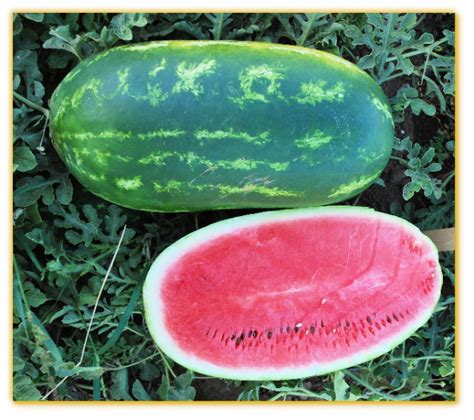 Watermelon Gvs 53002 F1 Hybrid Vegetable Seed Golden Valley Seed