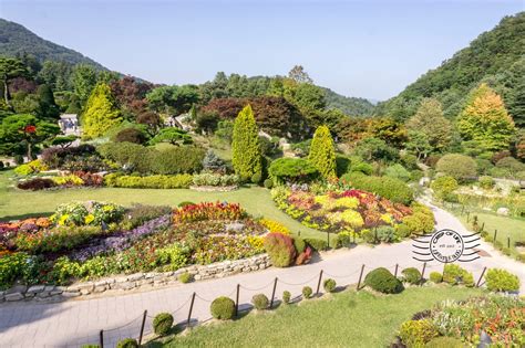 Nami Island And Garden Of Morning Calm Tour Korea Sponsored