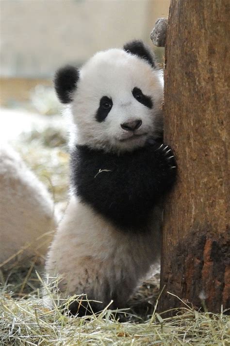 Fu Bao In Posing Cute Animals Cute Baby Animals Panda Bear