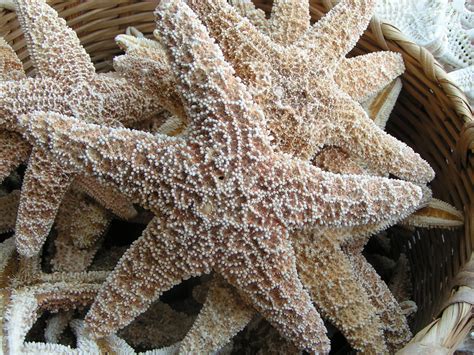 Starfish 1 Free Photo Download Freeimages