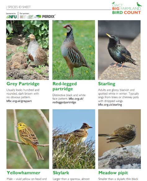 Free Farmland Bird Id Guide Gwct Big Farmland Bird Count