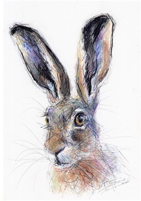 Original A4 Pastel Drawing Of A Hare By Animal Artist Belinda Elliott