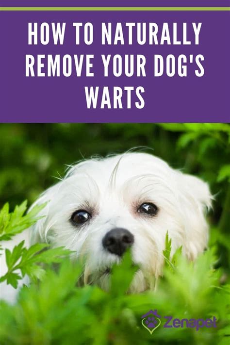 How To Naturally Remove Your Dogs Warts Dog Warts Dogs Nature