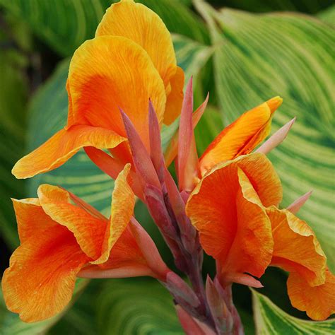 Cannas Dwarf Orange Flowering Plants Exotic Flora