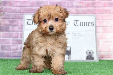 We provide advertising for dog breeders, puppy sellers, and other pet lovers offering dogs and puppies for sale. Star - Beautiful Tan Female Yorkie-Poo Puppy - Maryland Puppies Online