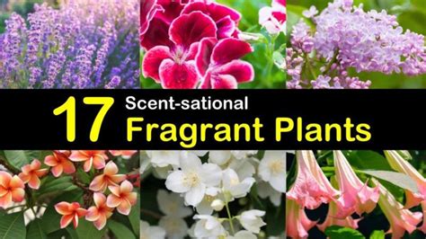 17 Scent Sational Fragrant Plants For Your Outdoor And Indoor Gardens