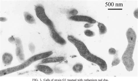 Figure From Microscopy Using Electron Campylobacter Jejuni In