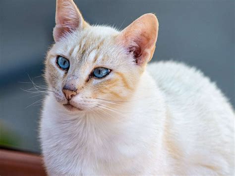 Javanese Cat Breed Profile Health Traits Coats Groom Care Catbounty