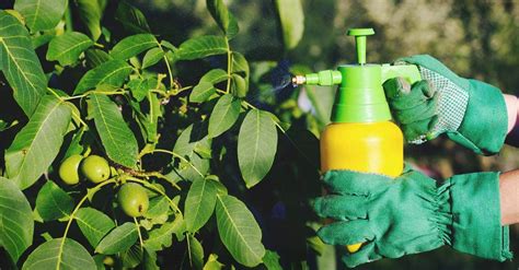 Everything You Need To Know About Organic Pesticides