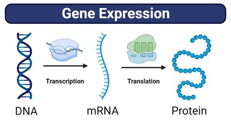 Gene Expression Stages Regulations Methods
