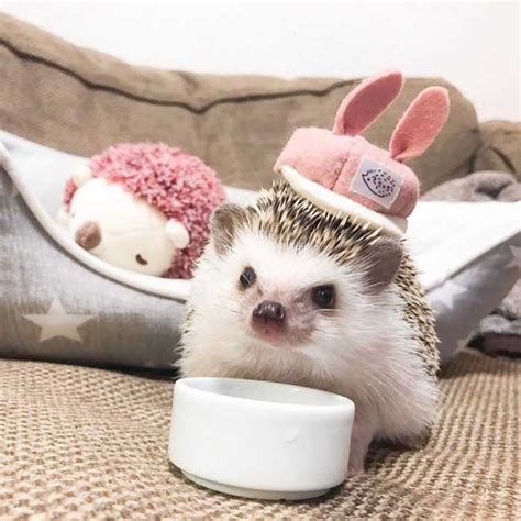 Hedgehogs Pics That Are So Adorable Theyll Melt Your Heart