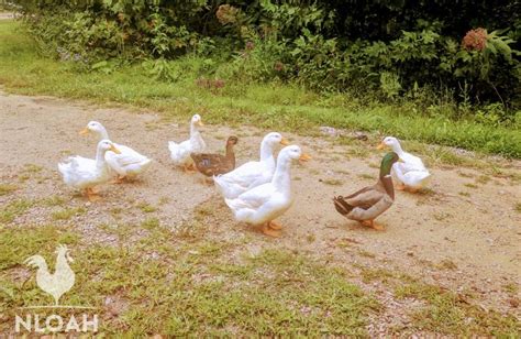 The 16 Best Egg Laying Duck Breeds • New Life On A Homestead