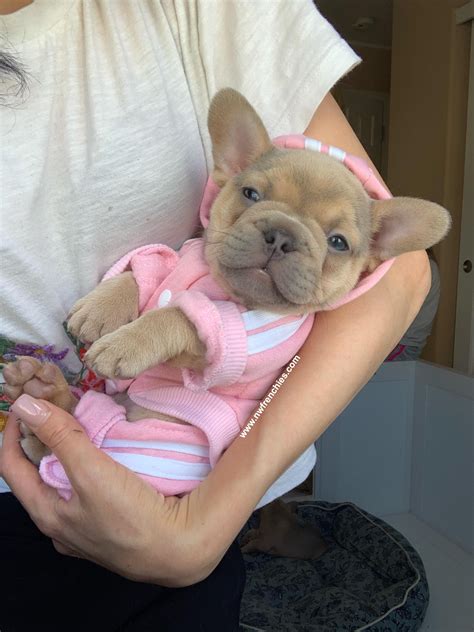 Pin On French Bulldog Puppies For Sale In Washington State Nw Frenchies