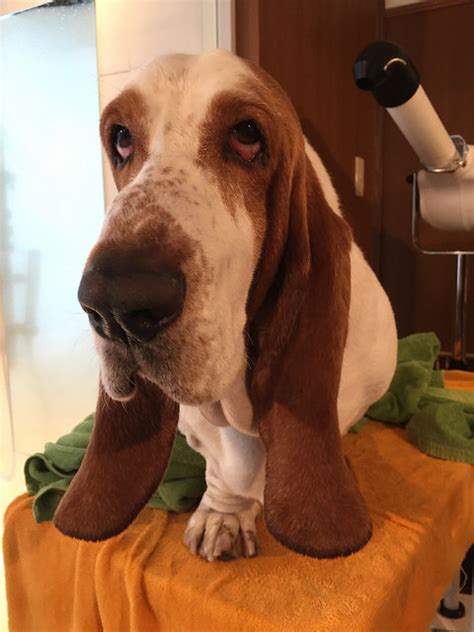 12 Reasons Why Basset Hounds Should Be Illegal Sonderlives