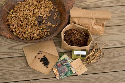 Capture Flower And Herb Seeds Using Seed Bags Hgtv