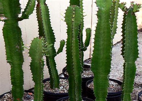 Many succulents look like cacti, but are not. The taboo when presentation of Cactus indoors