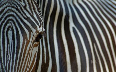 Close Up View Of An Endangered Grévys Zebra © Edwin Giesbersgetty