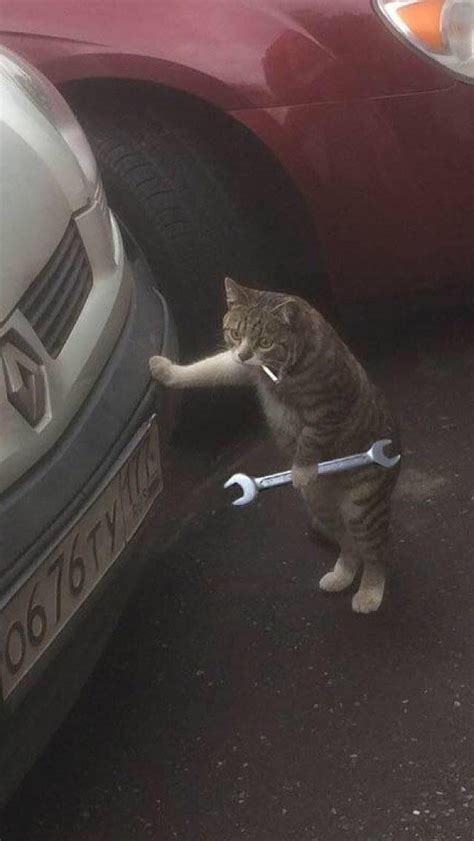 Mechanic Cat Raww