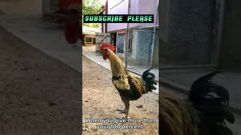 Rooster Falls Over Crowing Funny Rooster Shorts32 Youtube