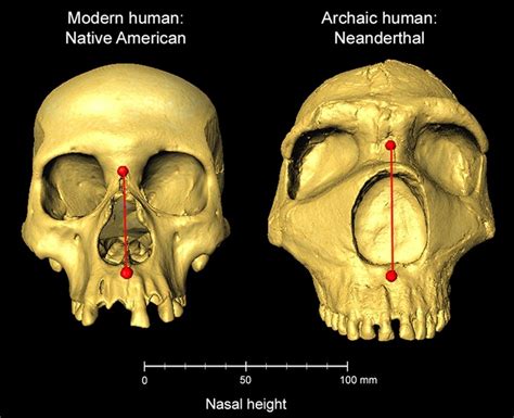 Neanderthal Dna Shapes Human Nose Neuroscience News