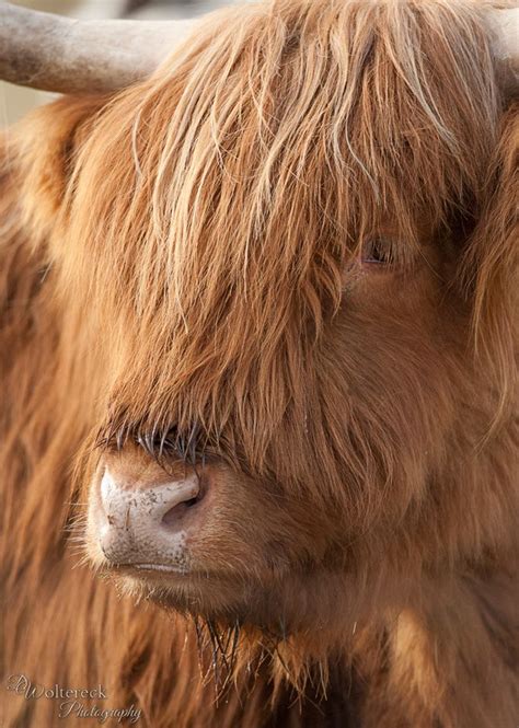 D Woltereck Photography Pets Photo 27 Scottish Highland Cow