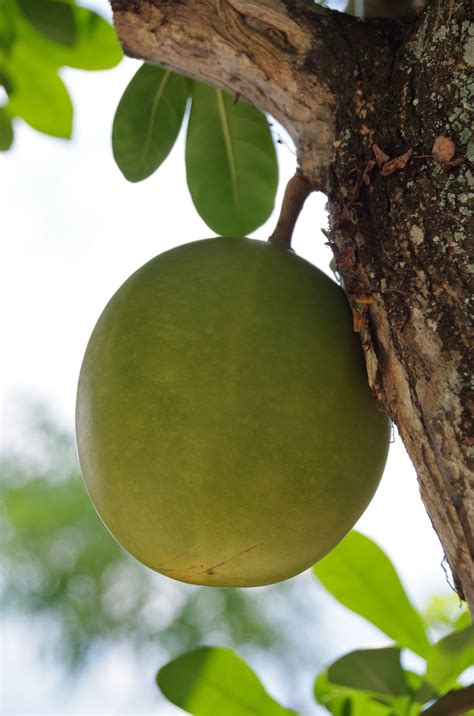 The species are small trees growing to 10 meters tall, and producing large spherical fruits up to half i also learned that the vietnamese use the dried calabash fruit to cure such ailments as asthma and. Trees and Plants: Calabash Tree