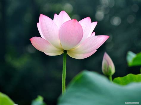 Free Download View And Browse Free Lotus Flower Desktop Wallpapers And