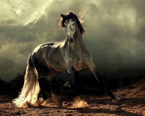 25 Beautiful Horse Pictures Pelfind