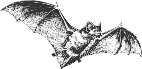 Clipart Bat Cave Clipart Clipart Bat Cave Transparent Free For