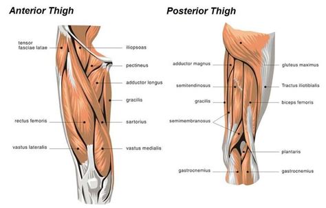 Muscles, bones, and joints are some of the most interesting applications of statics. muscle diagram of leg - Google Search(이미지 포함)