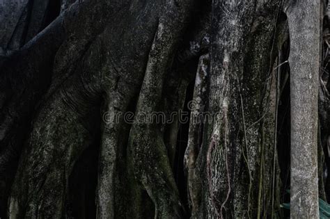 Strong Tree Roots Stock Image Image Of Stability Natural 267125161