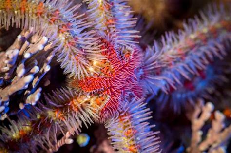 Spiny Brittle Star Animals Monterey Bay Aquarium