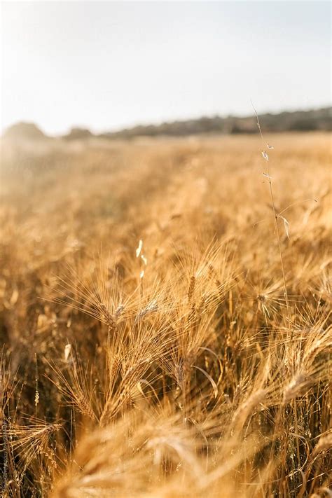 Wheat Field In Nature By Stocksy Contributor Marco Govel Wheat