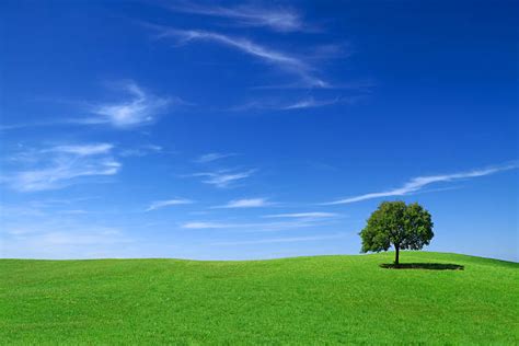 6500 Single Tree Horizon Stock Photos Pictures And Royalty Free Images