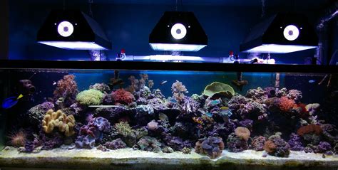 Feature aquarium the aquarium of craig bagby advanced. 125 Gallon Reef Tank Aquascape - Aquascape Ideas