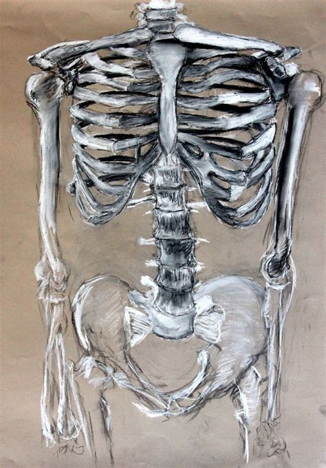 Image Result For Skeletons Art Project Gcse Skeleton Drawings Skeleton Art Anatomy Art